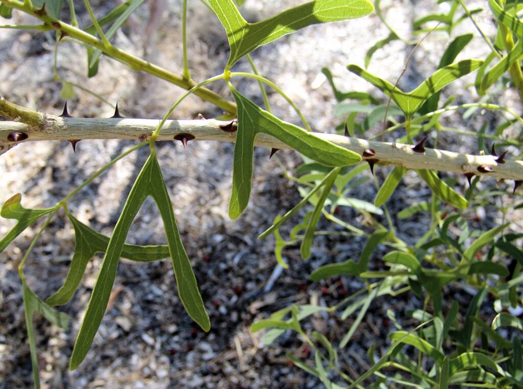 Leaves of the Sturt Bean Tree (Erythrina vespertilio), Olive Pink Botanic Garden.