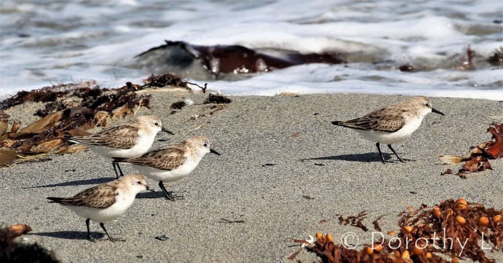 Lesser Sand Plover (Charadrius mongolus)