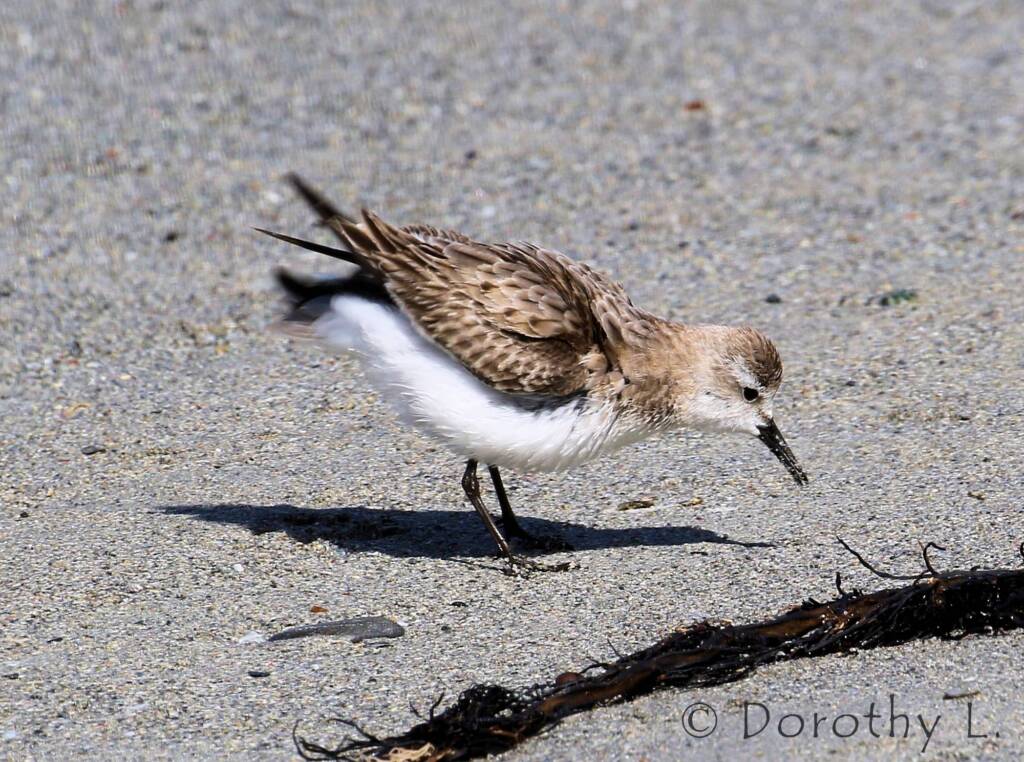 Lesser Sand Plover (Charadrius mongolus)