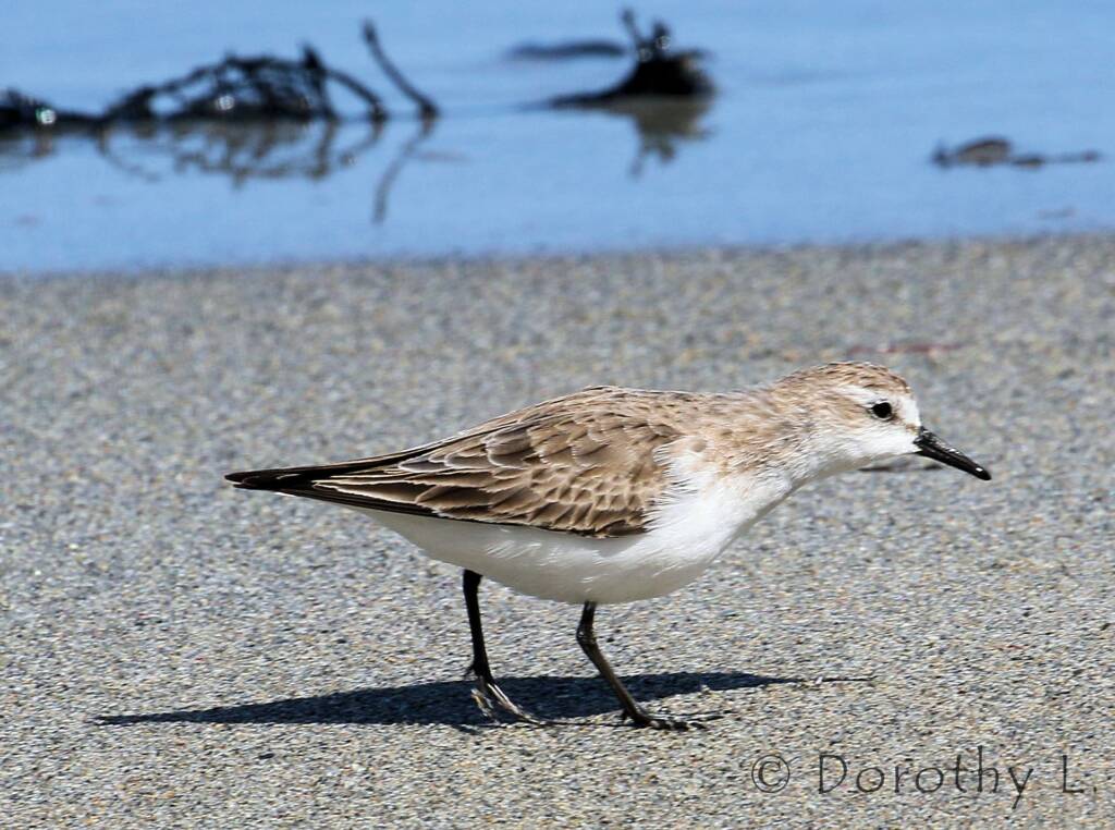 Lesser Sand Plover (Charadrius mongolus)