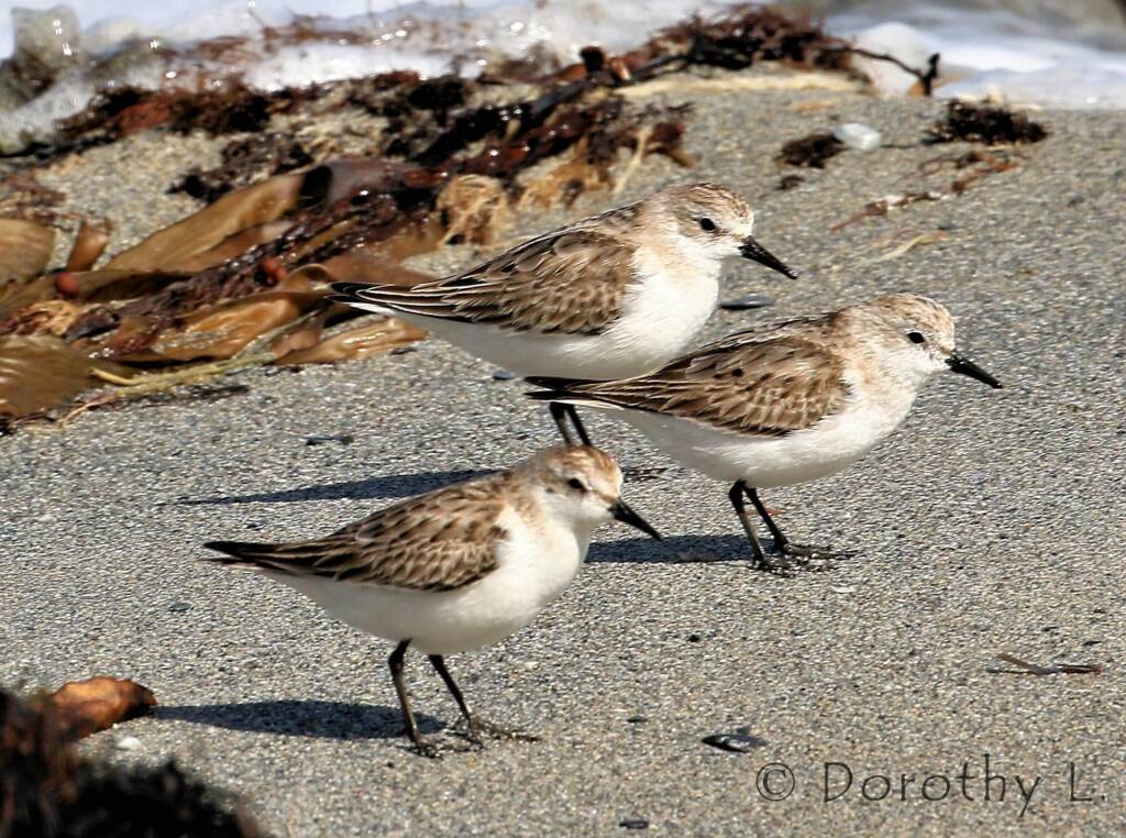 Lesser Sand Plover (Charadrius mongolus)