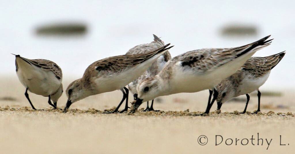 Lesser Sand Plover (Charadrius mongolus)
