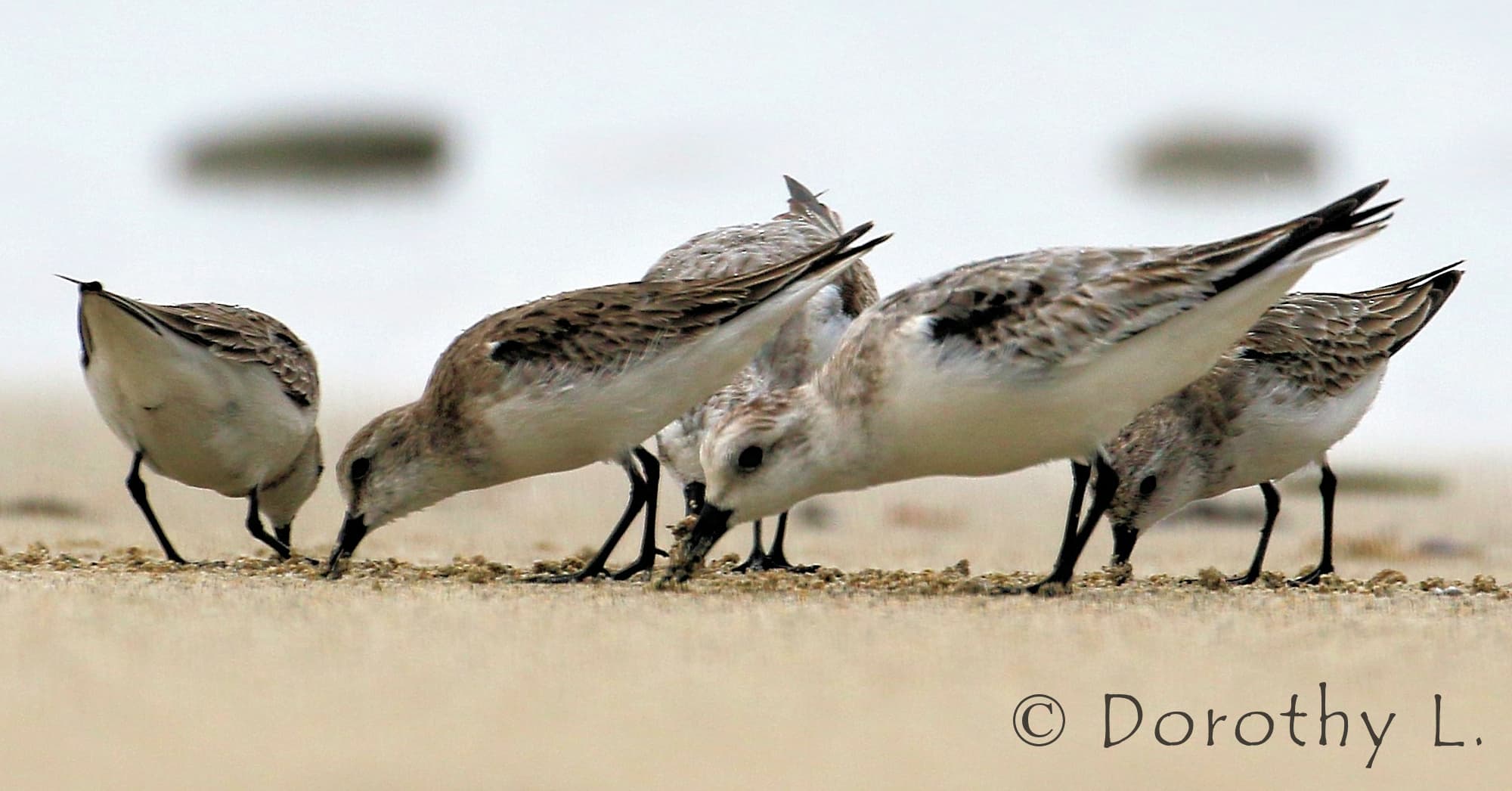 Lesser Sand Plover (Charadrius mongolus)