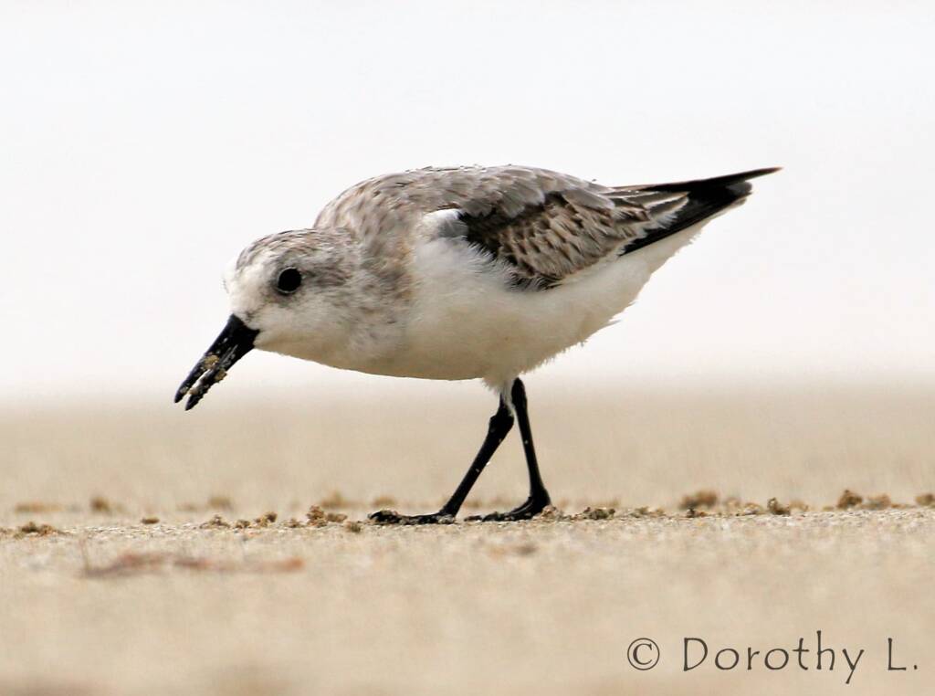 Lesser Sand Plover (Charadrius mongolus)