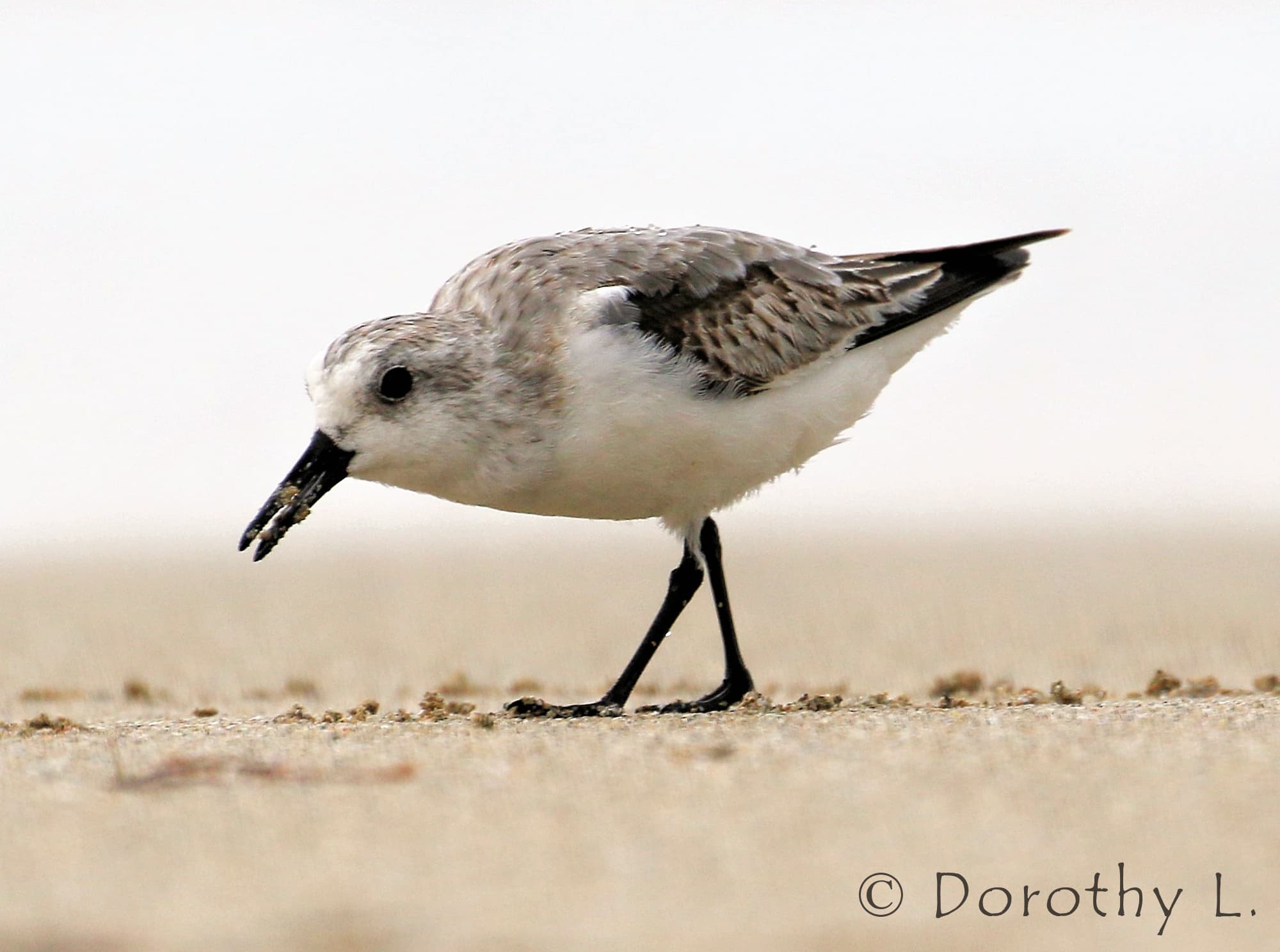 Lesser Sand Plover (Charadrius mongolus)