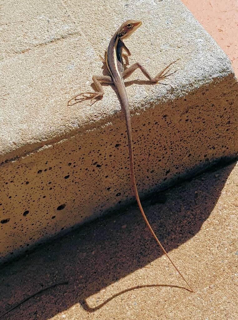 Long-nose Dragon (G. longirostris)