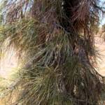 Waddy-wood (Acacia peuce), Mac Clarke Conservation Reserve, NT
