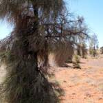 Waddy-wood (Acacia peuce), Mac Clarke Conservation Reserve, NT