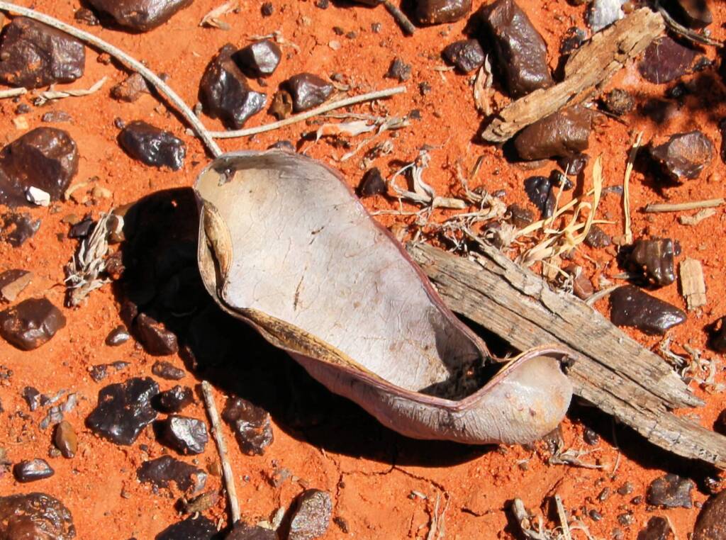 Waddy-wood (Acacia peuce), Mac Clarke Conservation Reserve, NT
