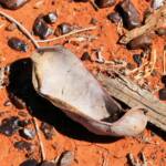 Waddy-wood (Acacia peuce), Mac Clarke Conservation Reserve, NT