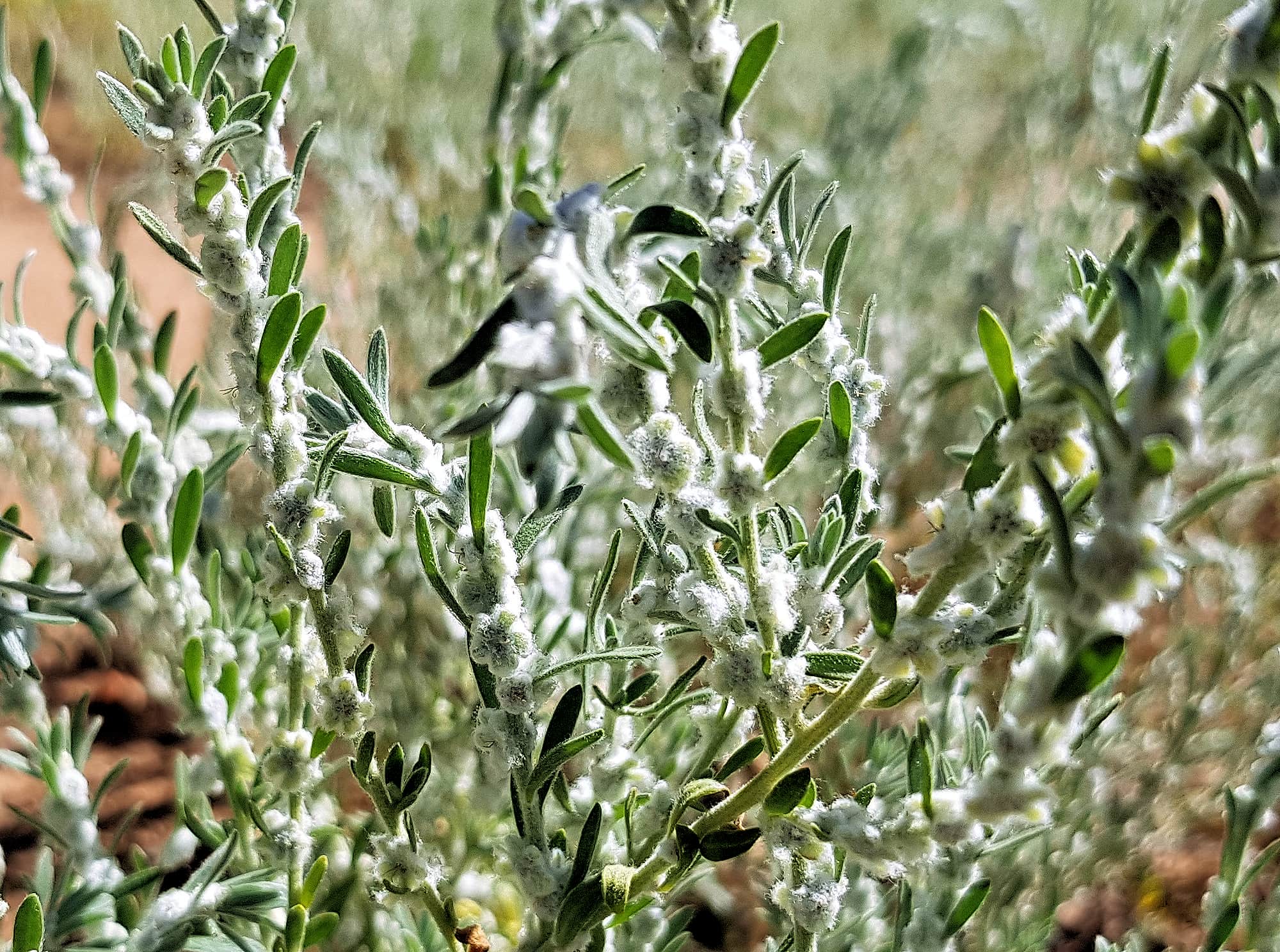 Maireana scleroptera