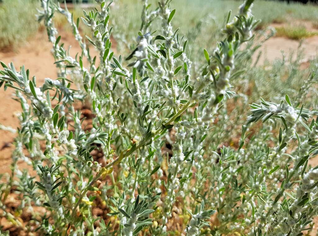 Maireana scleroptera