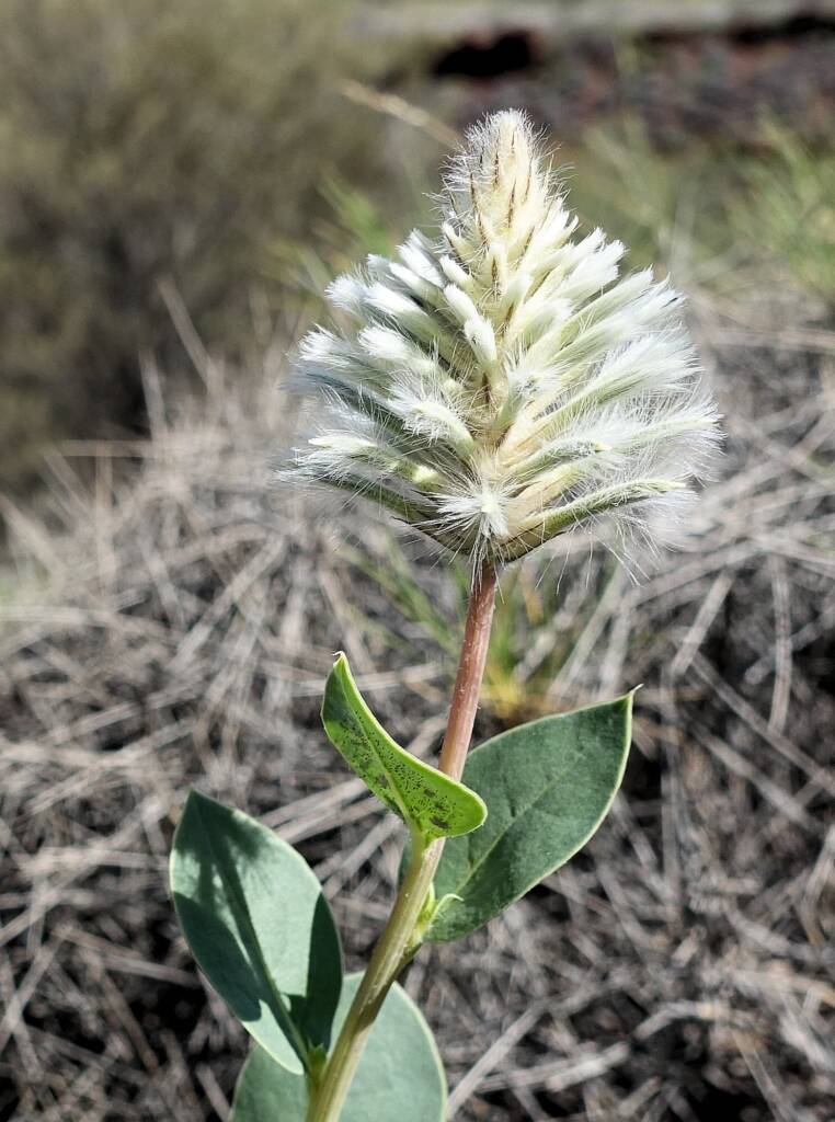 Mulla Mulla (genus Ptilotus)