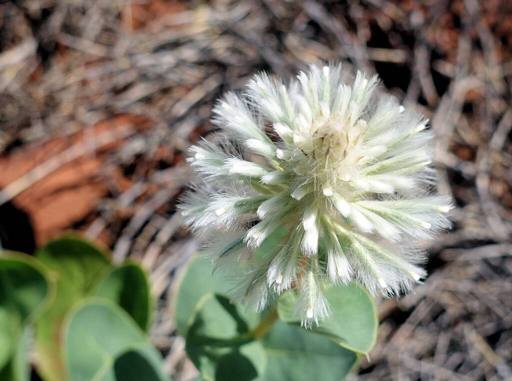 Mulla Mulla (genus Ptilotus)