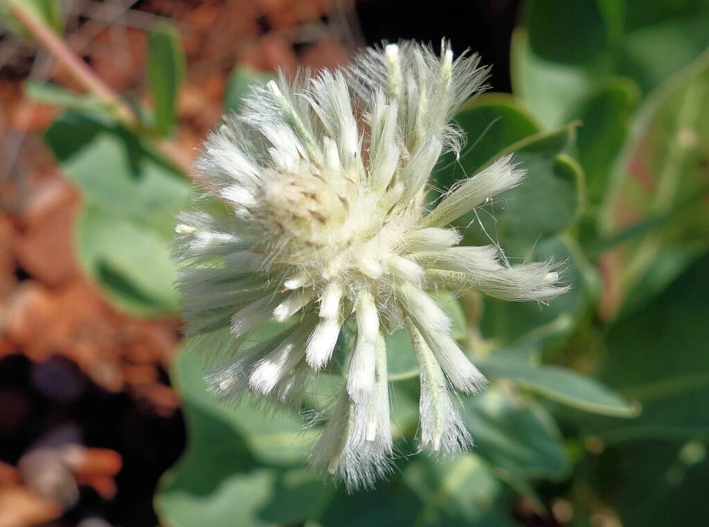 Mulla Mulla (genus Ptilotus)