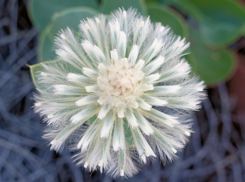 Mulla Mulla (genus Ptilotus)