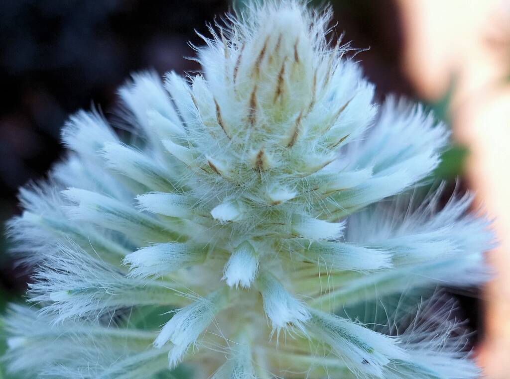 Mulla Mulla (genus Ptilotus)