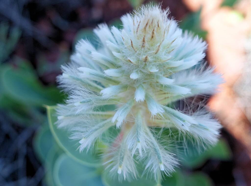 Mulla Mulla (genus Ptilotus)