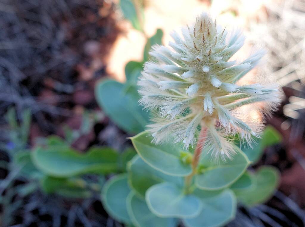 Mulla Mulla (genus Ptilotus)
