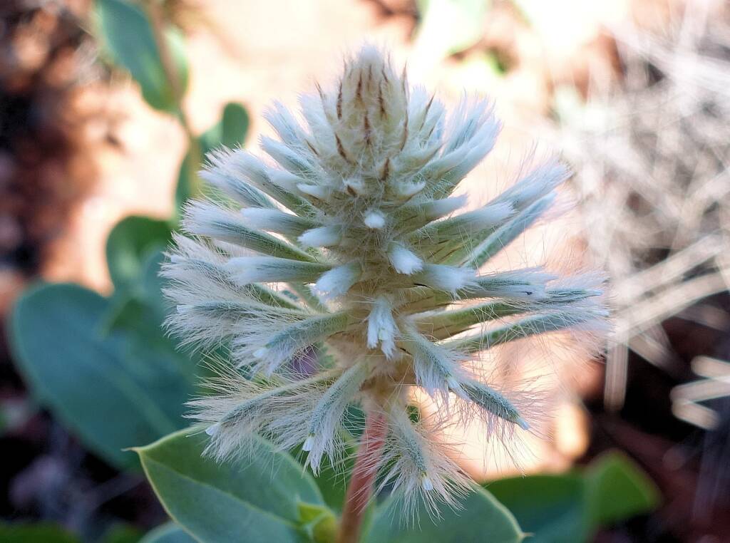 Mulla Mulla (genus Ptilotus)