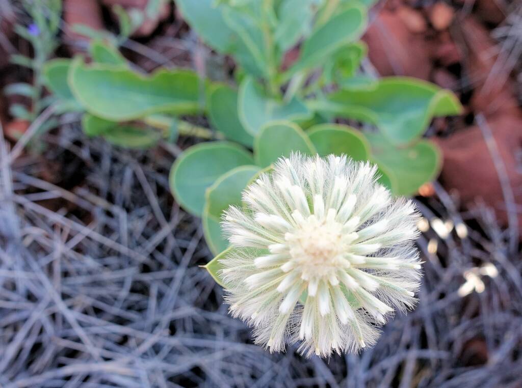 Mulla Mulla (genus Ptilotus)