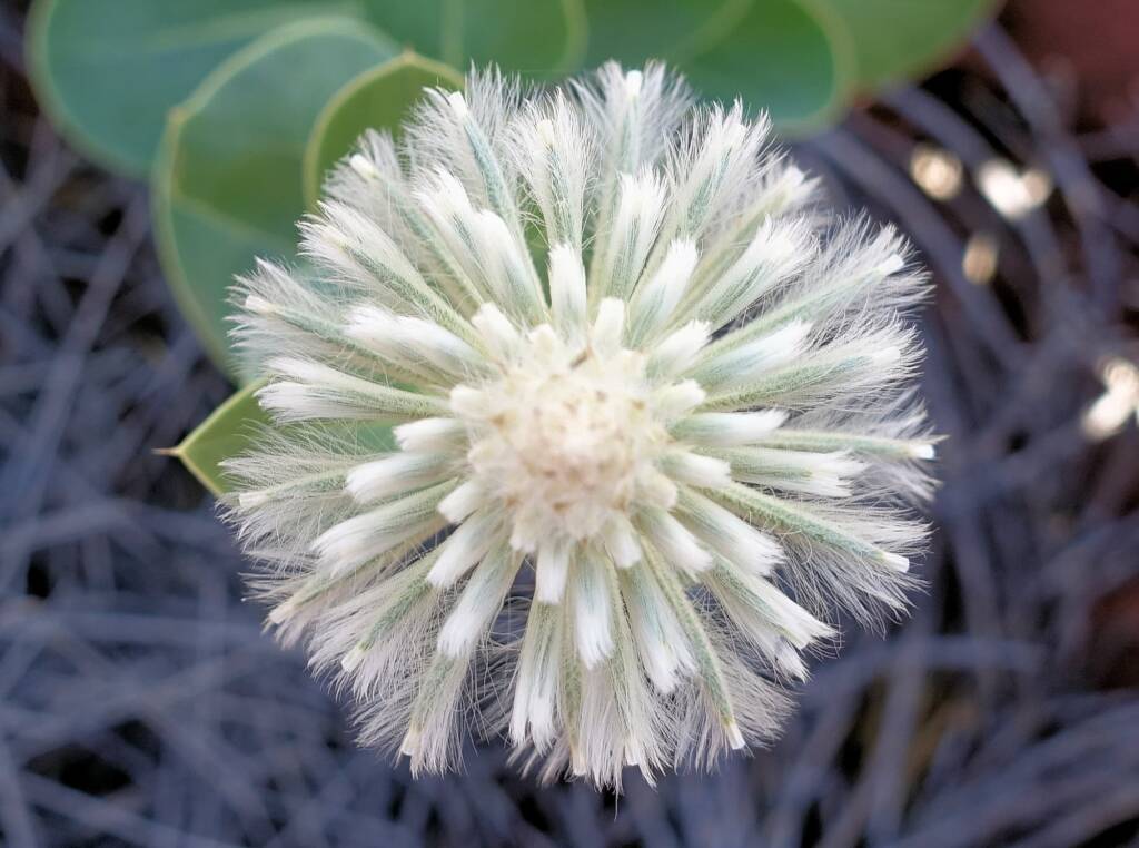 Mulla Mulla (genus Ptilotus)