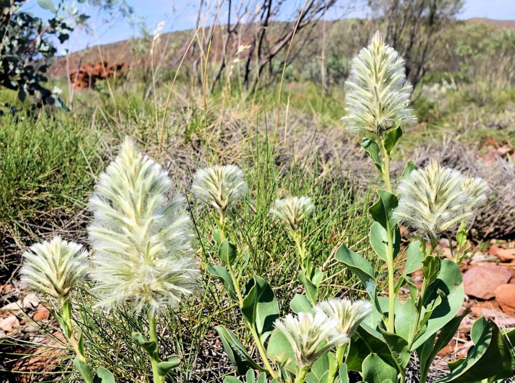 Mulla Mulla (genus Ptilotus)