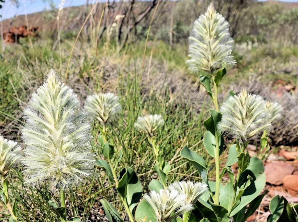 Mulla Mulla (genus Ptilotus)