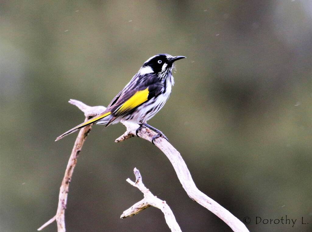 New Holland Honeyeater (Phylidonyris novaehollandiae)