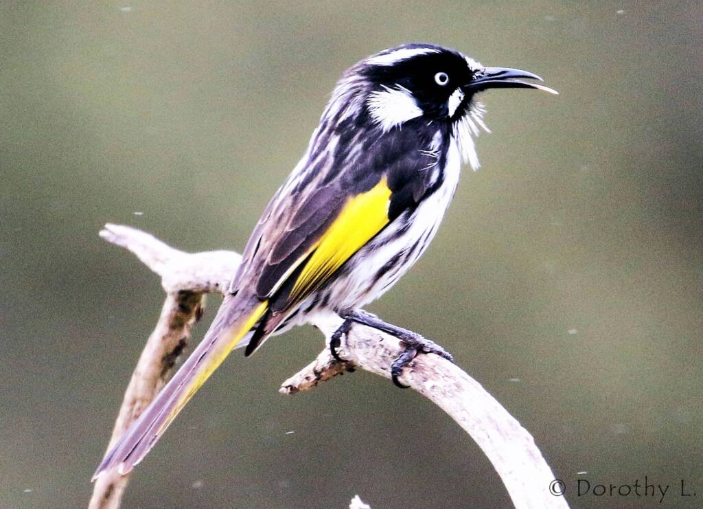 New Holland Honeyeater (Phylidonyris novaehollandiae)