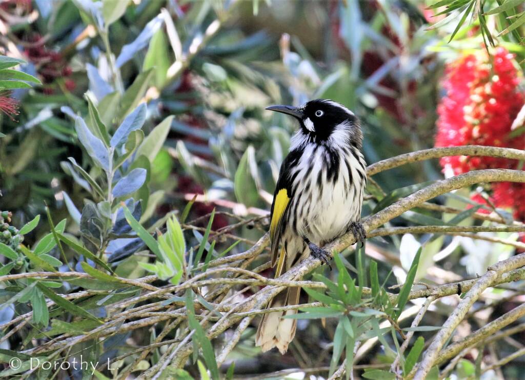 New Holland Honeyeater (Phylidonyris novaehollandiae)