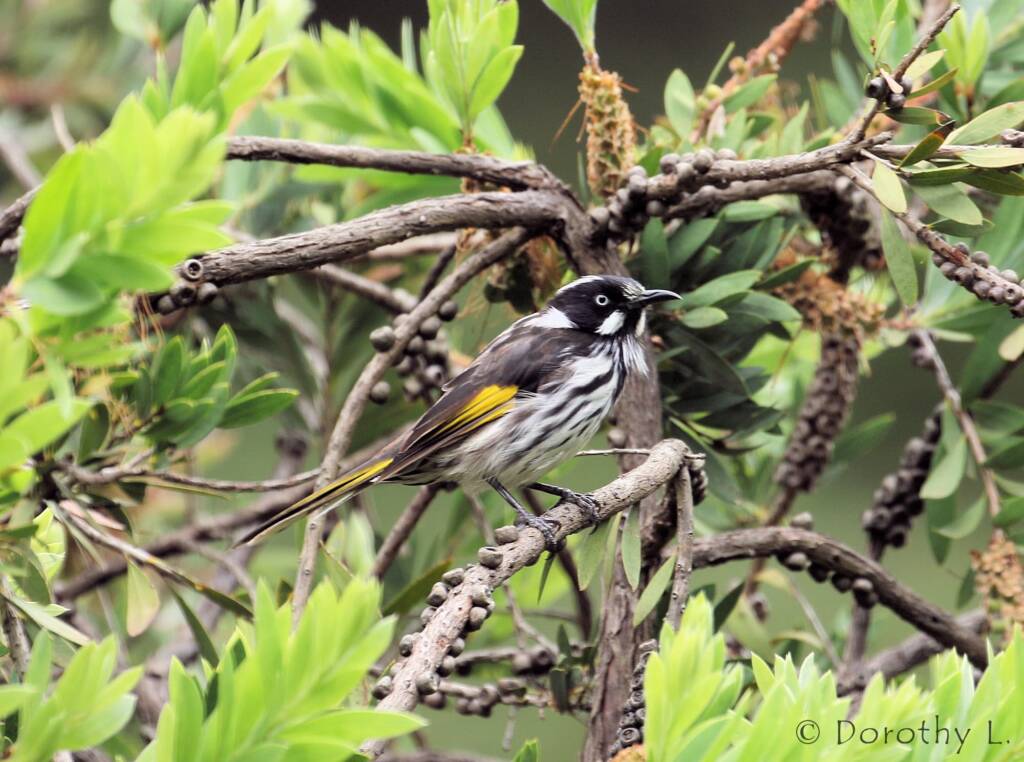 New Holland Honeyeater (Phylidonyris novaehollandiae)