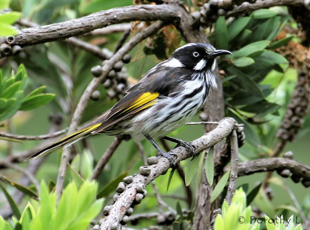 New Holland Honeyeater (Phylidonyris novaehollandiae)