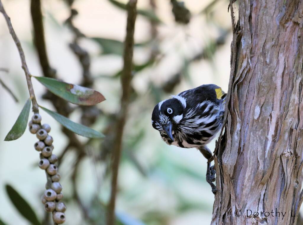 New Holland Honeyeater (Phylidonyris novaehollandiae)