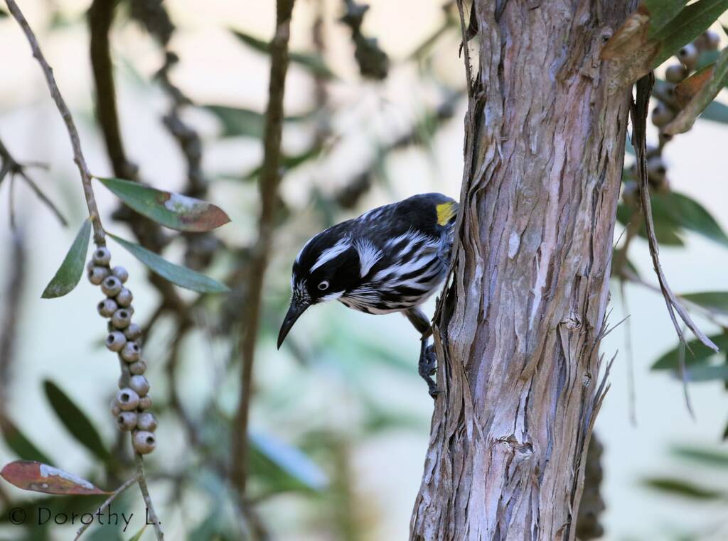 New Holland Honeyeater (Phylidonyris novaehollandiae)