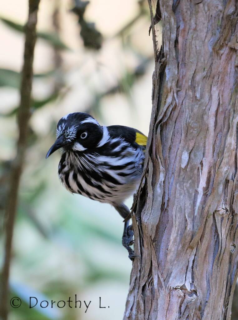 New Holland Honeyeater (Phylidonyris novaehollandiae)