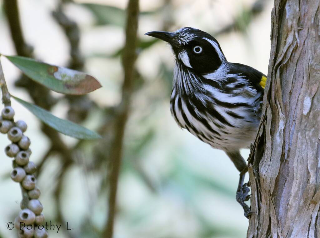 New Holland Honeyeater (Phylidonyris novaehollandiae)
