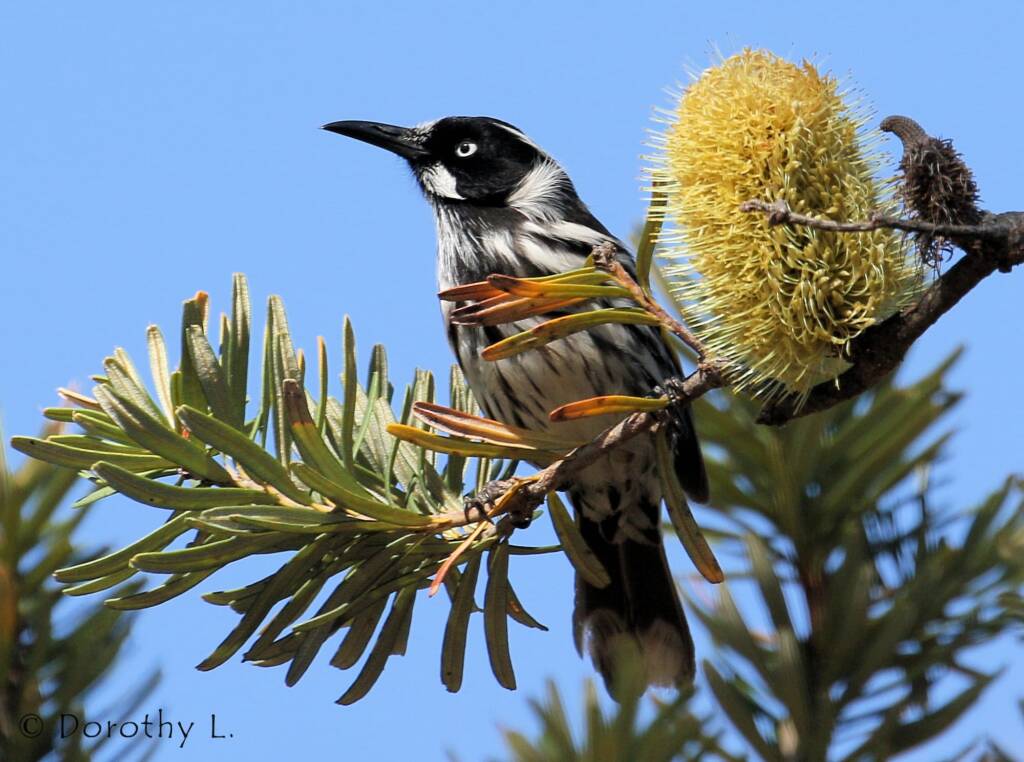 New Holland Honeyeater (Phylidonyris novaehollandiae)