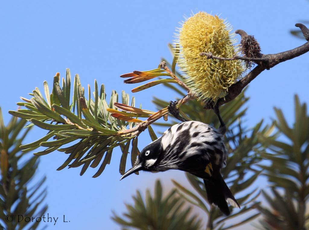 New Holland Honeyeater (Phylidonyris novaehollandiae)