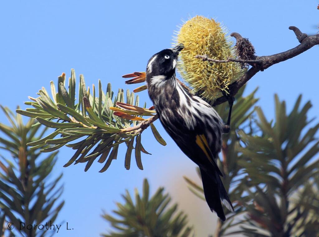 New Holland Honeyeater (Phylidonyris novaehollandiae)