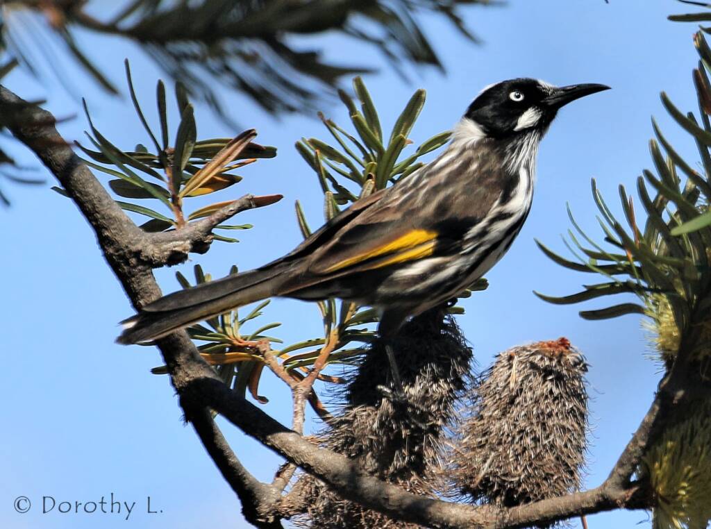 New Holland Honeyeater (Phylidonyris novaehollandiae)