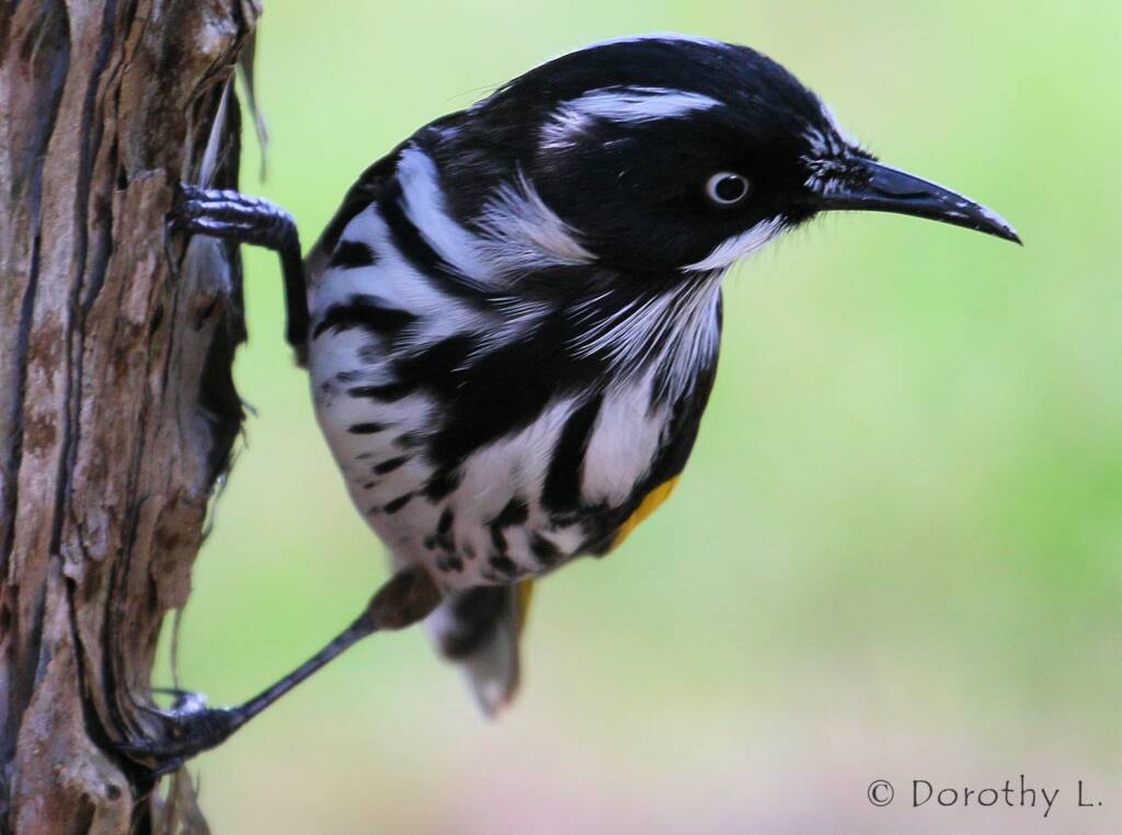 New Holland Honeyeater (Phylidonyris novaehollandiae)