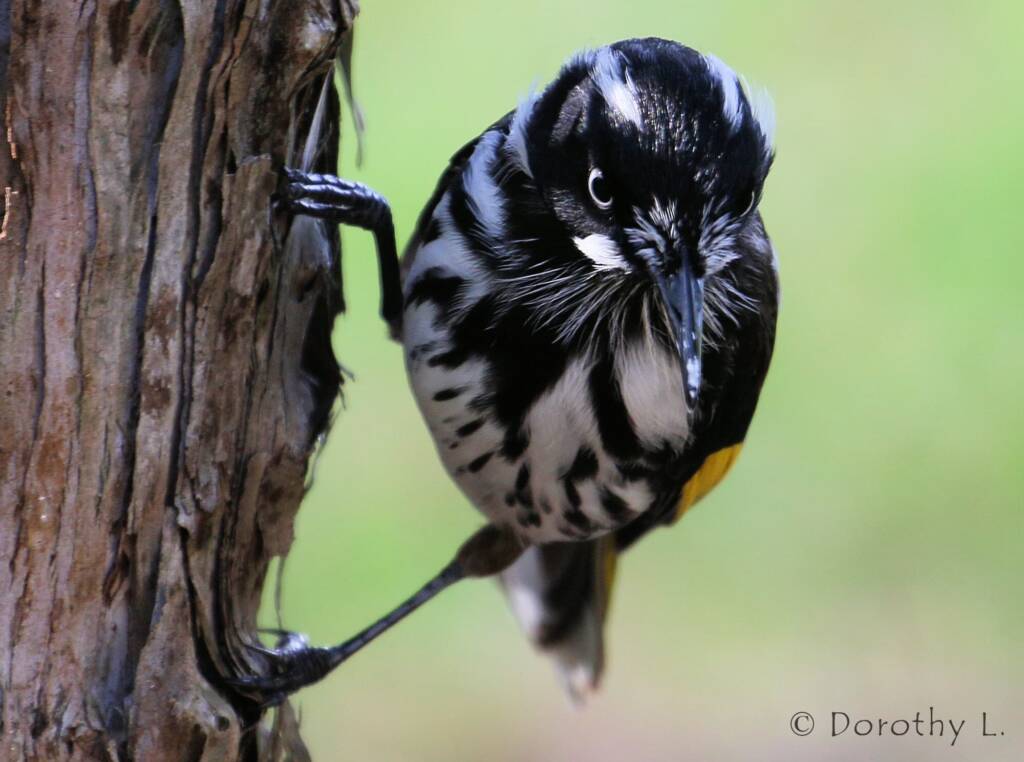 New Holland Honeyeater (Phylidonyris novaehollandiae)