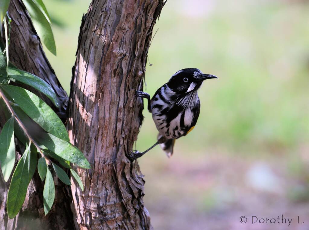 New Holland Honeyeater (Phylidonyris novaehollandiae)