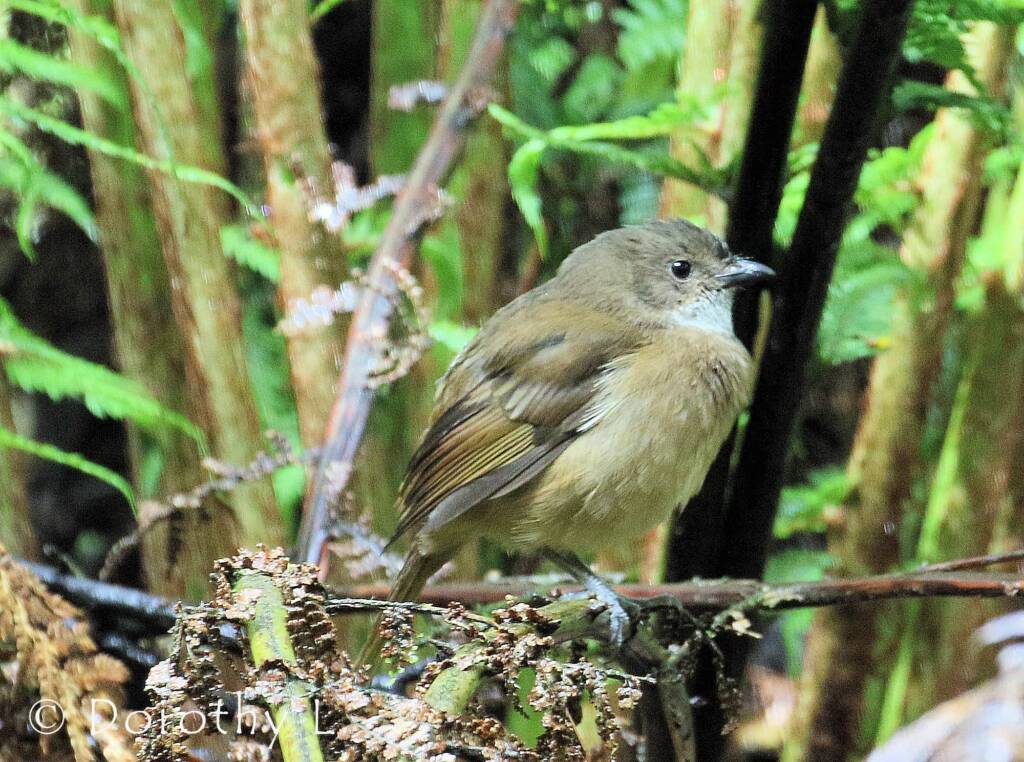Olive Whistler (Pachycephala olivacea)