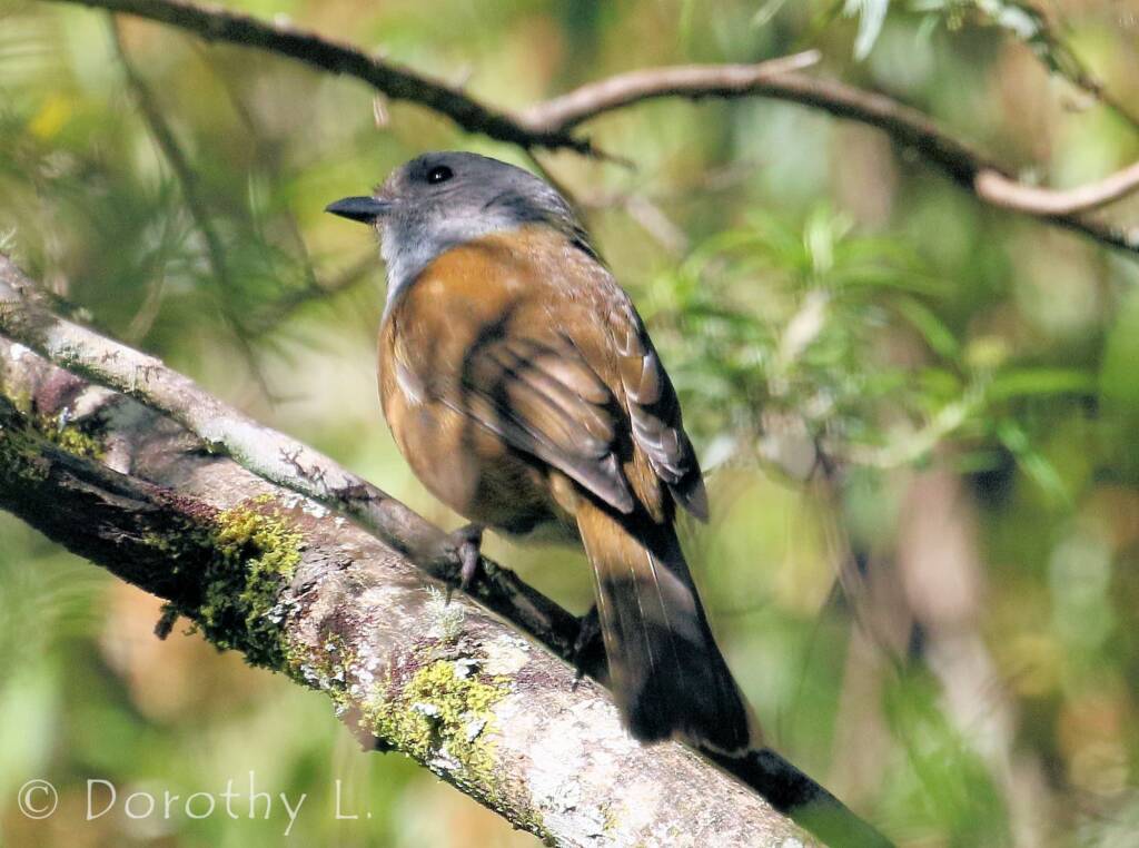Olive Whistler (Pachycephala olivacea)
