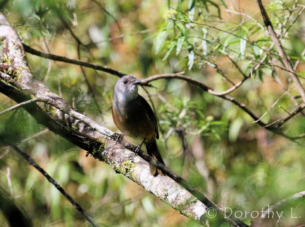 Olive Whistler (Pachycephala olivacea)