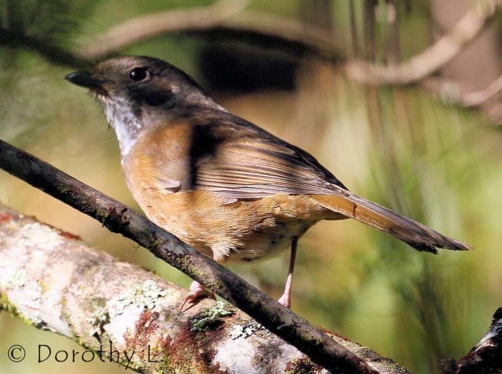 Olive Whistler (Pachycephala olivacea)
