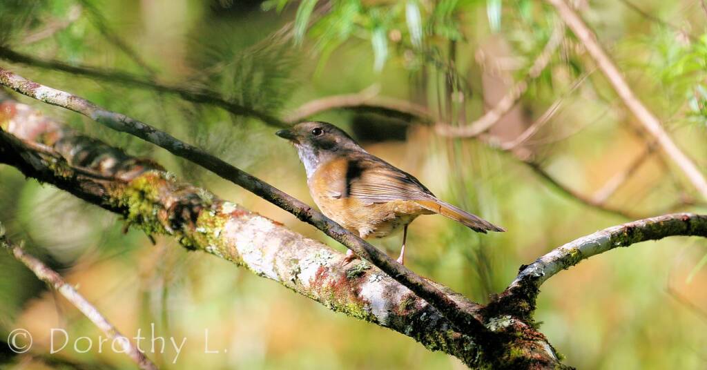 Olive Whistler (Pachycephala olivacea)