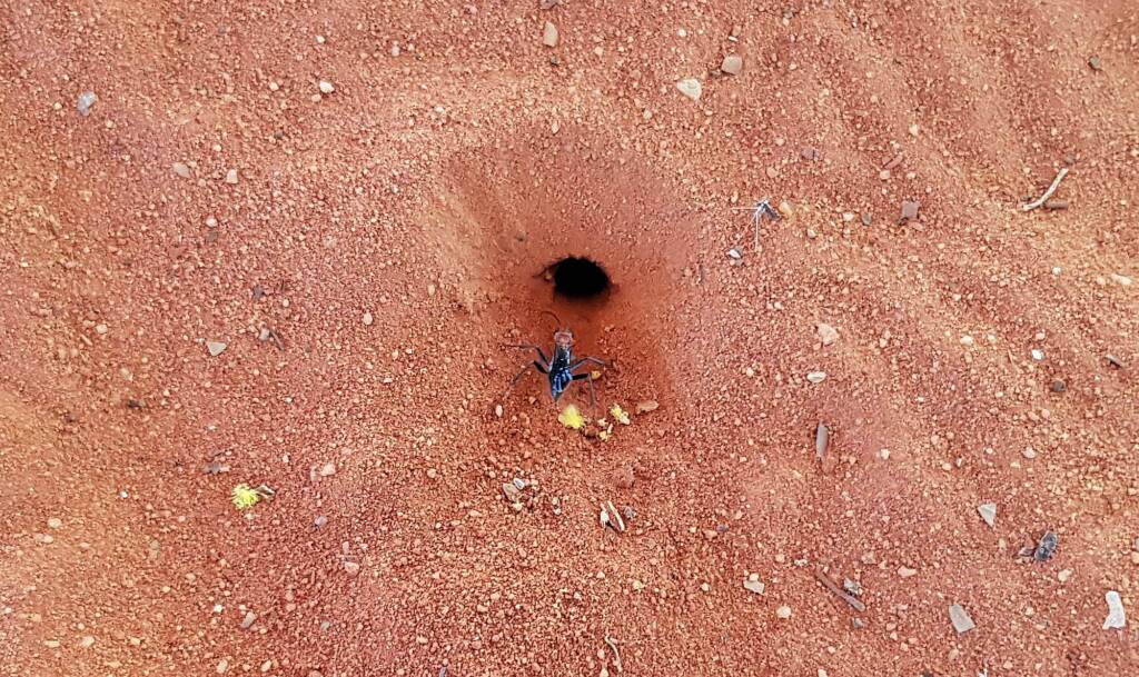 Orange-collared Spider Wasp (Ferreola handschini)